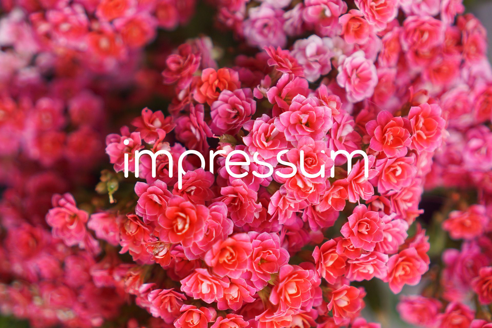 Titel Impressum. Blüten in rosa. 
